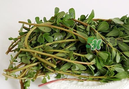 螞蟻菜怎么曬干_螞蟻菜曬干后怎么吃