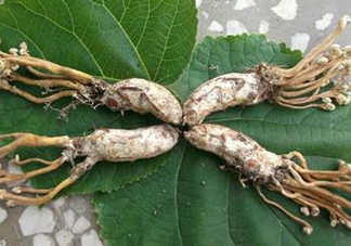 知了花多少錢一斤？野生知了花多少錢一斤2017？