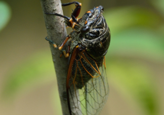 知了為什么夏天會叫？知了為什么一直叫？