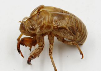 知了殼能泡水喝嗎？知了殼煮水治什么？