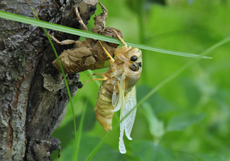 金蟬什么時候最多？金蟬什么時候沒有？