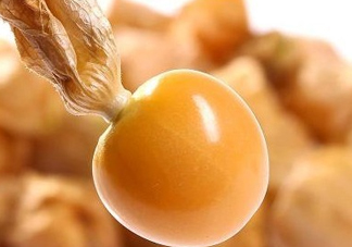 黃菇娘幾月種植？黃菇娘的種植注意事項(xiàng)