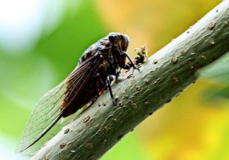 金蟬為什么從土里出來？金蟬出土時間