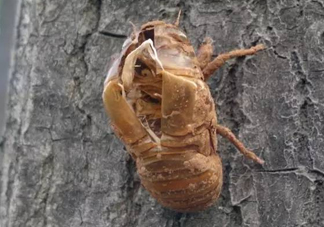 知了殼有什么藥用價(jià)值？知了殼的功效與作用