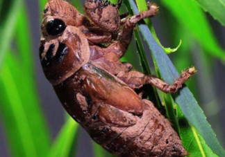 金蟬晚上幾點(diǎn)出來(lái)？金蟬為什么晚上出來(lái)？