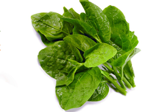 木耳菜是什么季節(jié)的菜？木耳和木耳菜有區(qū)別嗎