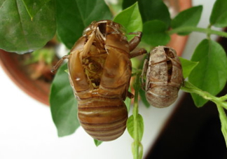 金蟬殼多少錢一斤？金蟬殼價格