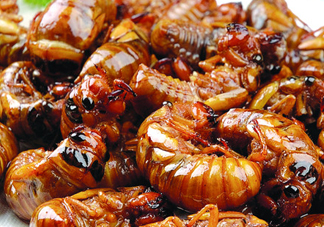 金蟬不能和什么一起吃？金蟬哪些人不能吃？