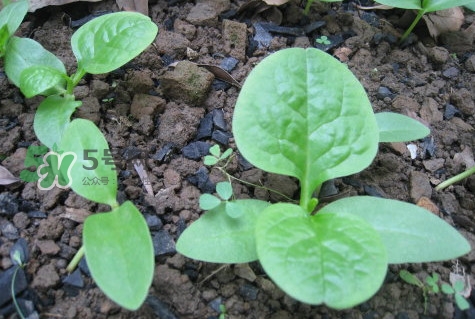 木耳菜和什么食物相克？木耳菜不能和什么一起吃