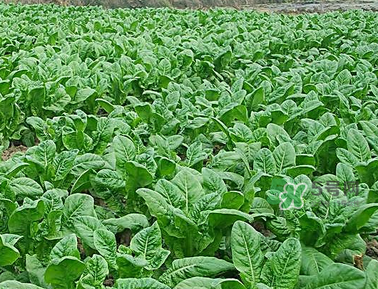 九月份可以種什么蔬菜？九月份適合種植什么蔬菜？