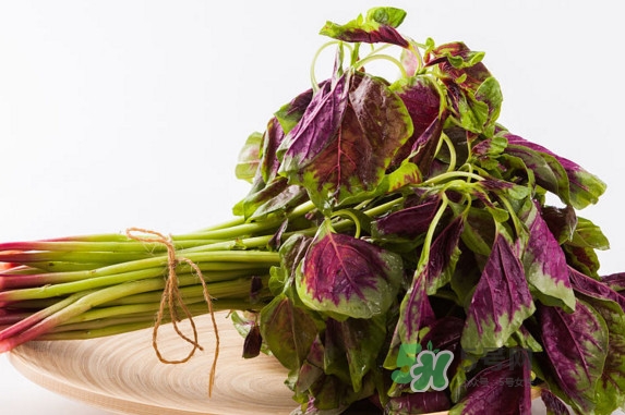 野莧菜孕婦能吃嗎？莧菜和野莧菜的區(qū)別