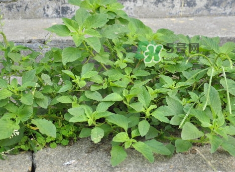 野莧菜有毒嗎？野莧菜怎么吃