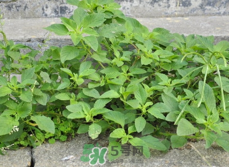 野莧菜什么人不能吃？野莧菜不能和什么一起吃