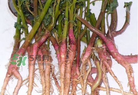 莧菜留根能長么？莧菜根為什么腌制前要水泡一整天