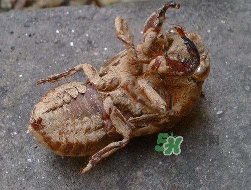 知了殼可以泡酒嗎？知了殼泡酒有什么功效？