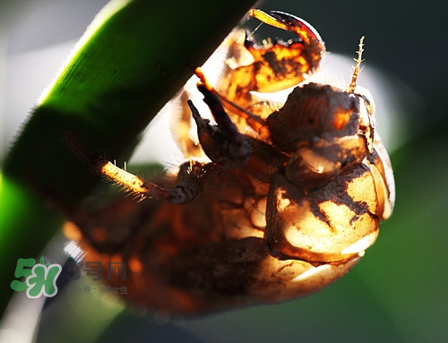 知了殼能治過敏性鼻炎嗎？知了殼可以治過敏性鼻炎嗎？