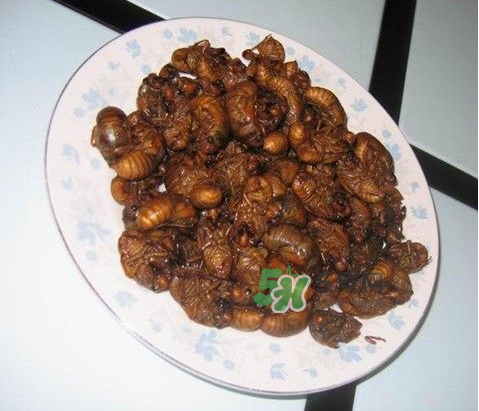 吃金蟬過敏怎么辦？吃金蟬為什么會過敏？