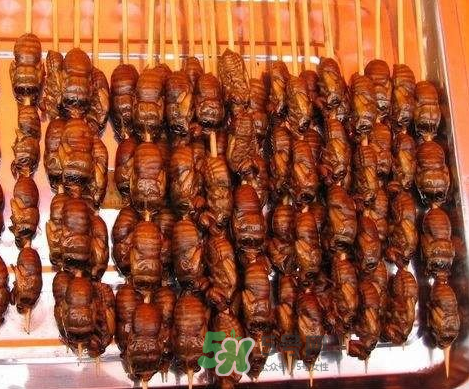 吃金蟬過敏怎么辦？吃金蟬為什么會過敏？