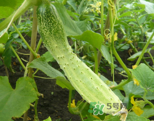 立秋可以種什么菜？立秋后可以種什么菜？