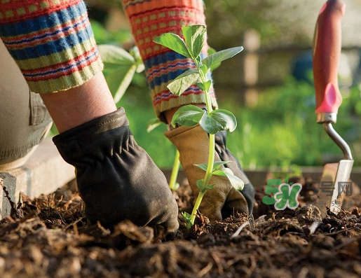 立秋可以種什么菜？立秋后可以種什么菜？