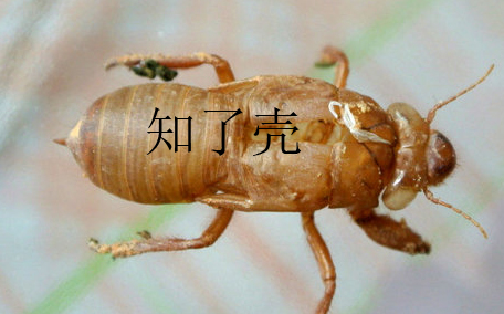 蟬殼多少錢一斤？蟬殼多少錢一斤2017？