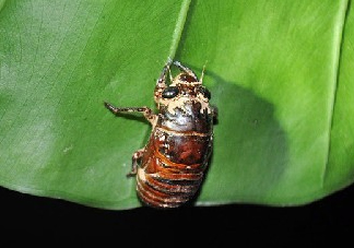 知了殼能治過敏性鼻炎嗎？知了殼可以治過敏性鼻炎嗎？