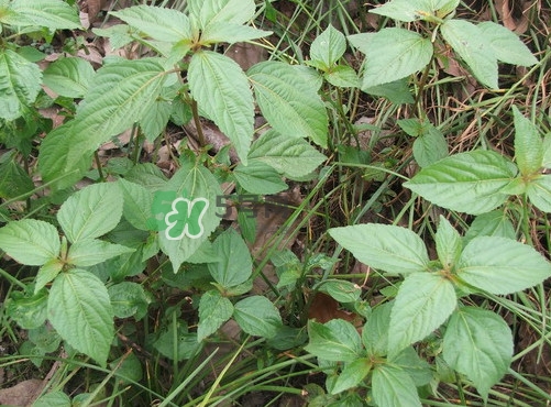 野莧菜孕婦能吃嗎？莧菜和野莧菜的區(qū)別