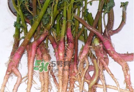 莧菜根要去除嗎？莧菜根怎么吃