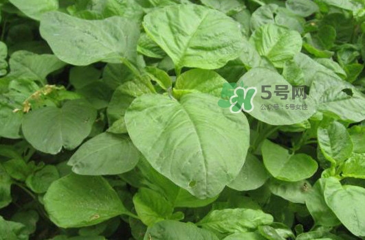 野莧菜孕婦能吃嗎？莧菜和野莧菜的區(qū)別