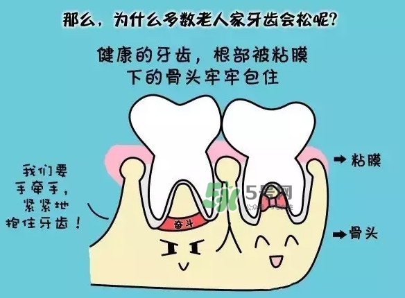 牙齒松動(dòng)會自己好嗎？牙齒松動(dòng)會自己掉嗎