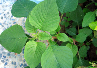 野莧菜什么人不能吃？野莧菜不能和什么一起吃