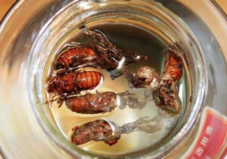 知了殼可以泡酒嗎？知了殼泡酒有什么功效？