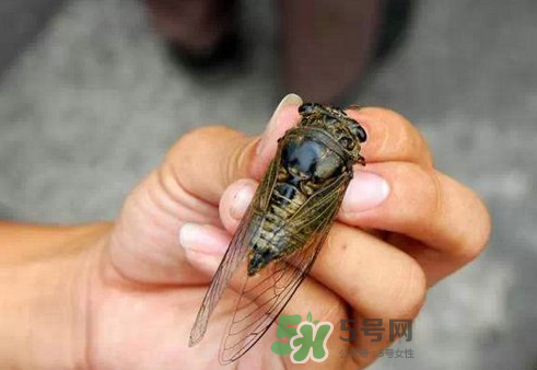 知了猴和知了哪個(gè)更好吃？知了猴和知了的區(qū)別