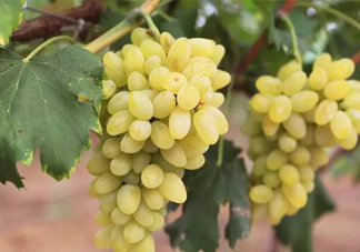 金手指葡萄多少錢一斤？金手指葡萄可以盆栽嗎