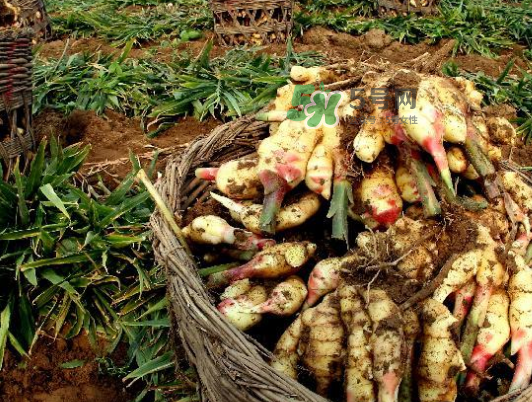 立秋能吃姜嗎？立秋后能吃姜嗎？