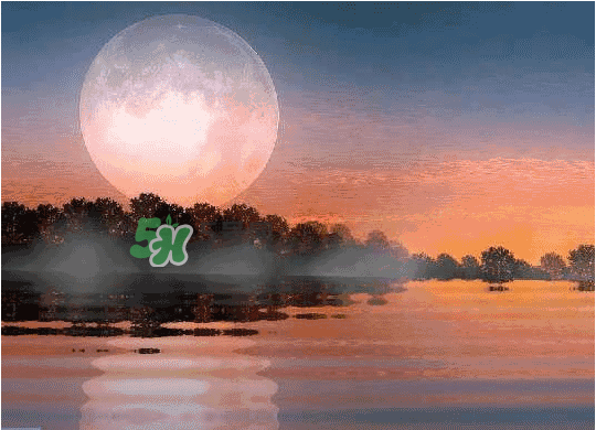 酸菜牛蛙月餅多少錢？酸菜牛蛙月餅好吃嗎？