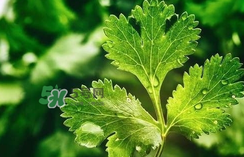 glico香菜百力滋好吃嗎？香菜百力滋多少錢