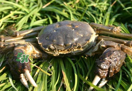 河蟹多少錢一斤2017？2017河蟹價格