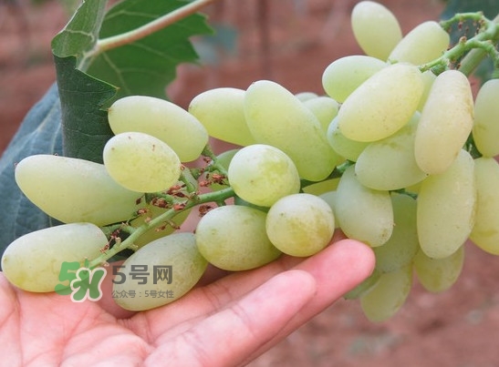 金手指葡萄多少錢一斤？金手指葡萄可以盆栽嗎