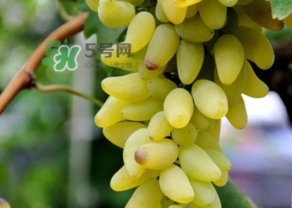 金手指葡萄是不是轉(zhuǎn)基因品種？美人指與金手指葡萄的區(qū)別