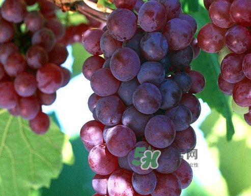 馬陸葡萄多少錢一斤？馬陸葡萄什么時(shí)候上市