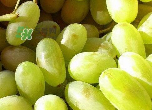 馬奶葡萄是只有新疆有嗎？綠馬奶葡萄為什么發(fā)澀