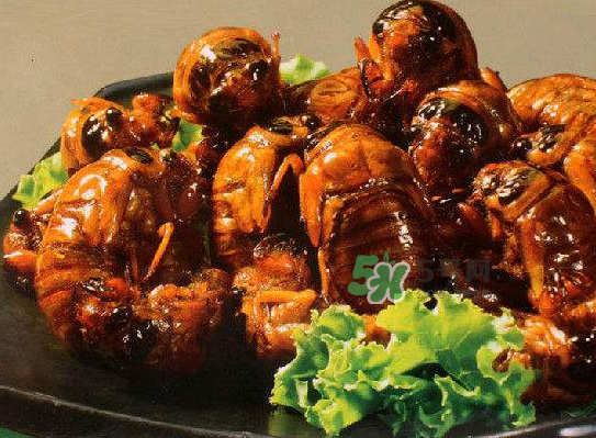 立秋后的金蟬能吃嗎？立秋后還有金蟬嗎？