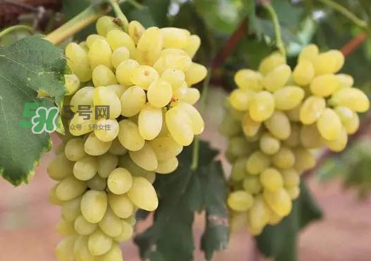 金手指葡萄多少錢一斤？金手指葡萄可以盆栽嗎