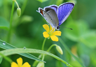 閏六月為什么熱？2017閏六月會多熱一個月嗎？