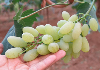 金手指葡萄是不是轉(zhuǎn)基因品種？美人指與金手指葡萄的區(qū)別