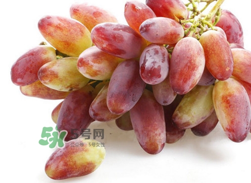 金手指葡萄是不是轉(zhuǎn)基因品種？美人指與金手指葡萄的區(qū)別