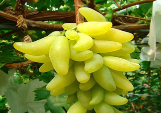 金手指葡萄有籽嗎？金手指葡萄有核嗎