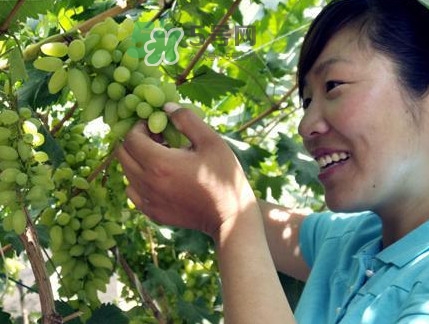金手指葡萄到底有什么缺點？金手指葡萄什么時候成熟