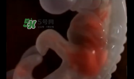 懷孕初期怎么保胎？陰道出血是流產(chǎn)征兆嗎？